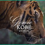 【王子動物園に待望の新しい虎が登場予定】美しいアムールトラ【神戸】