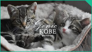 モフモフしたい！大丸神戸店で岩合光昭写真展 「ねことじいちゃん」　