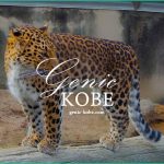 【毎年10月3日はKOBE観光の日】王子動物園もスマスイも入館無料!【神戸】