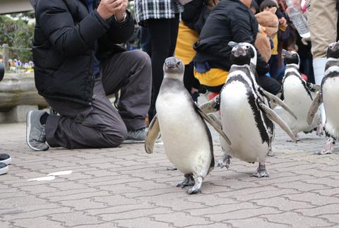 須磨水族館ペンギン行進