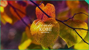 【六甲高山植物園 夜の紅葉散策 】紅葉のライトアップと夜間限定公開のアート【神戸】
