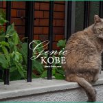 【吾輩は猫である】神戸三宮のかっこいいニャンコ発見♡【君の名は...野良猫?】