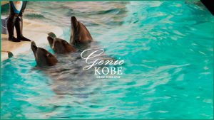 思い出写真付き【32年有難う】スマスイ イルカショーなど終了へ【再整備・リニューアルのため】