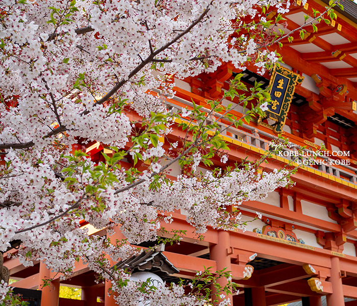 春の生田神社