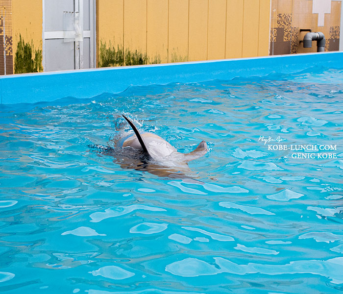 須磨水族館イルカショ-