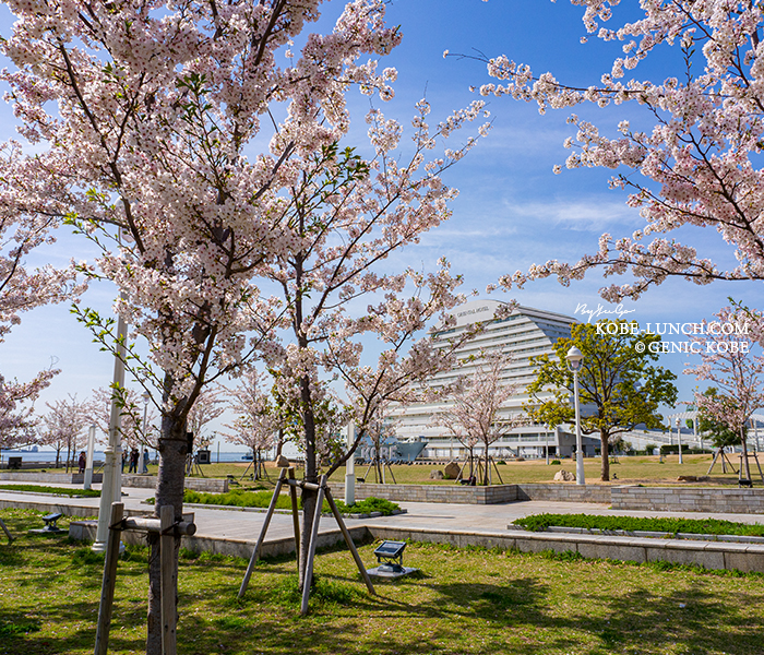神戸メリケンパーク 桜