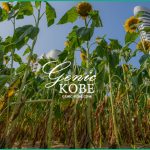 約7,200本 !【ポーアイのひまわり広場を動画で端から端まで紹介】場所はポートピアホテル横【どうぶつ王国前にも】