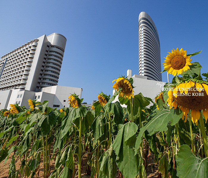 ポーアイのひまわり広場