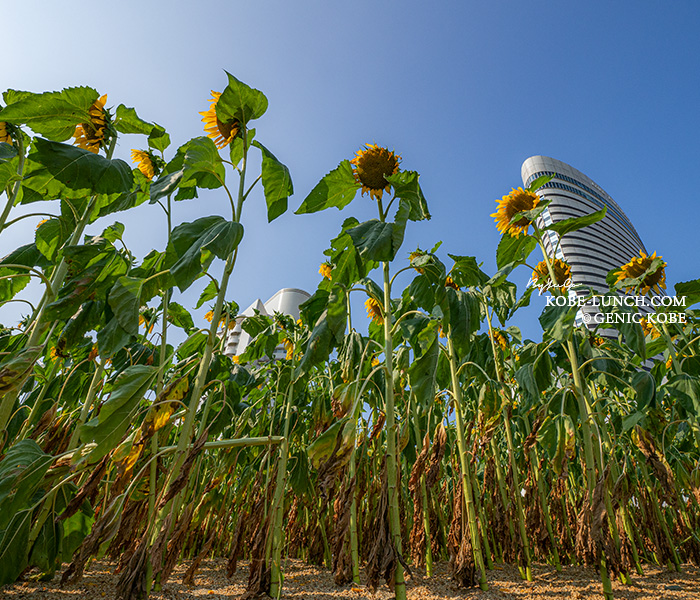 ポーアイのひまわり広場