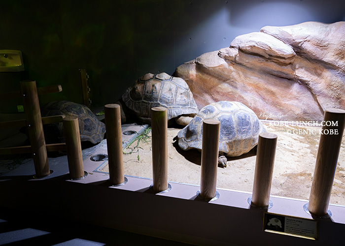 アクアリウムアトアの亀