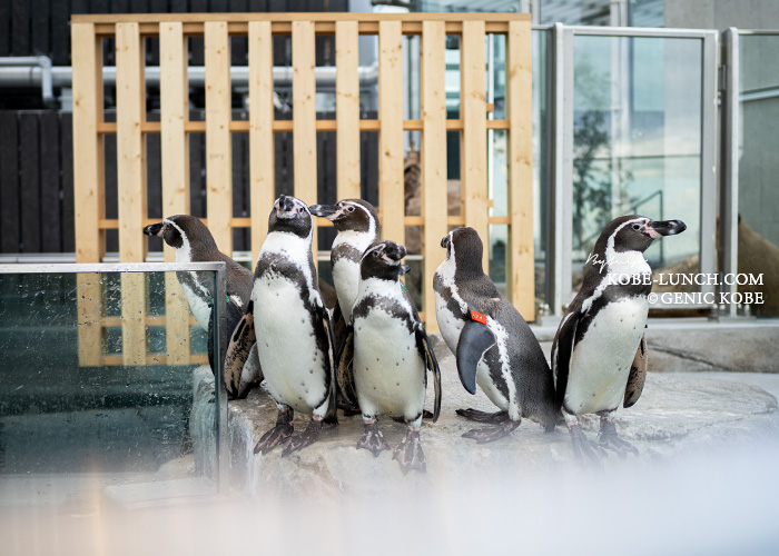 アトアにペンギン