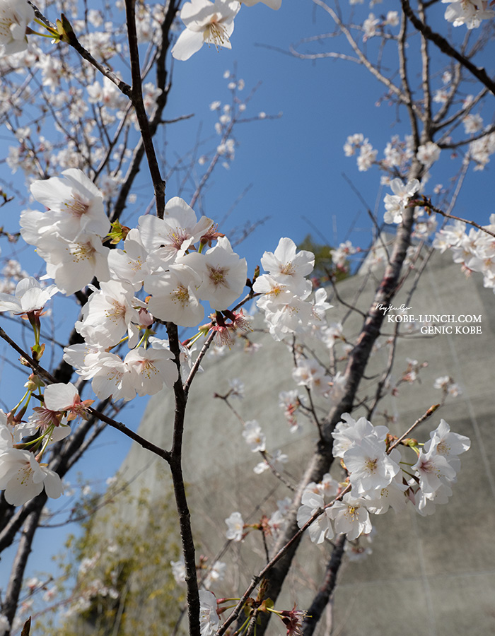 アトアの桜
