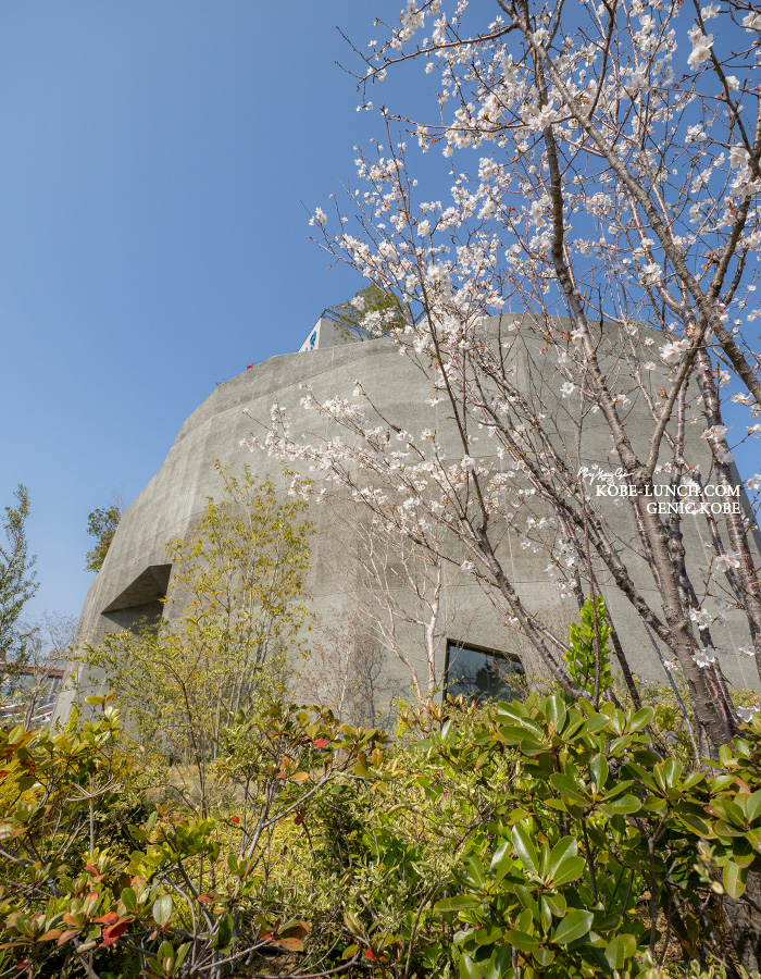 アトアの桜