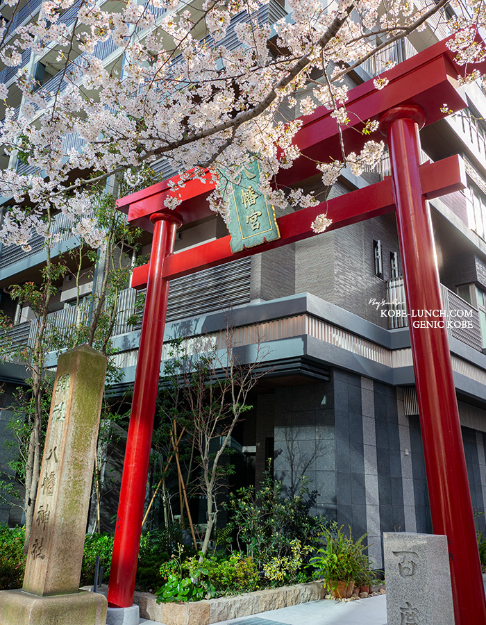 小野八幡神社の桜