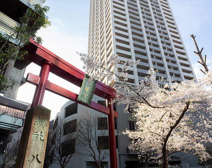 小野八幡神社の桜