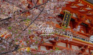 【三ノ宮】生田神社の桜、参拝ついでに花見気分できました。