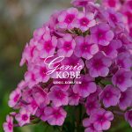 神戸・相楽園で「つつじ遊山」が開催中だよ!