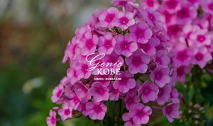 神戸・相楽園で「つつじ遊山」が開催中だよ！