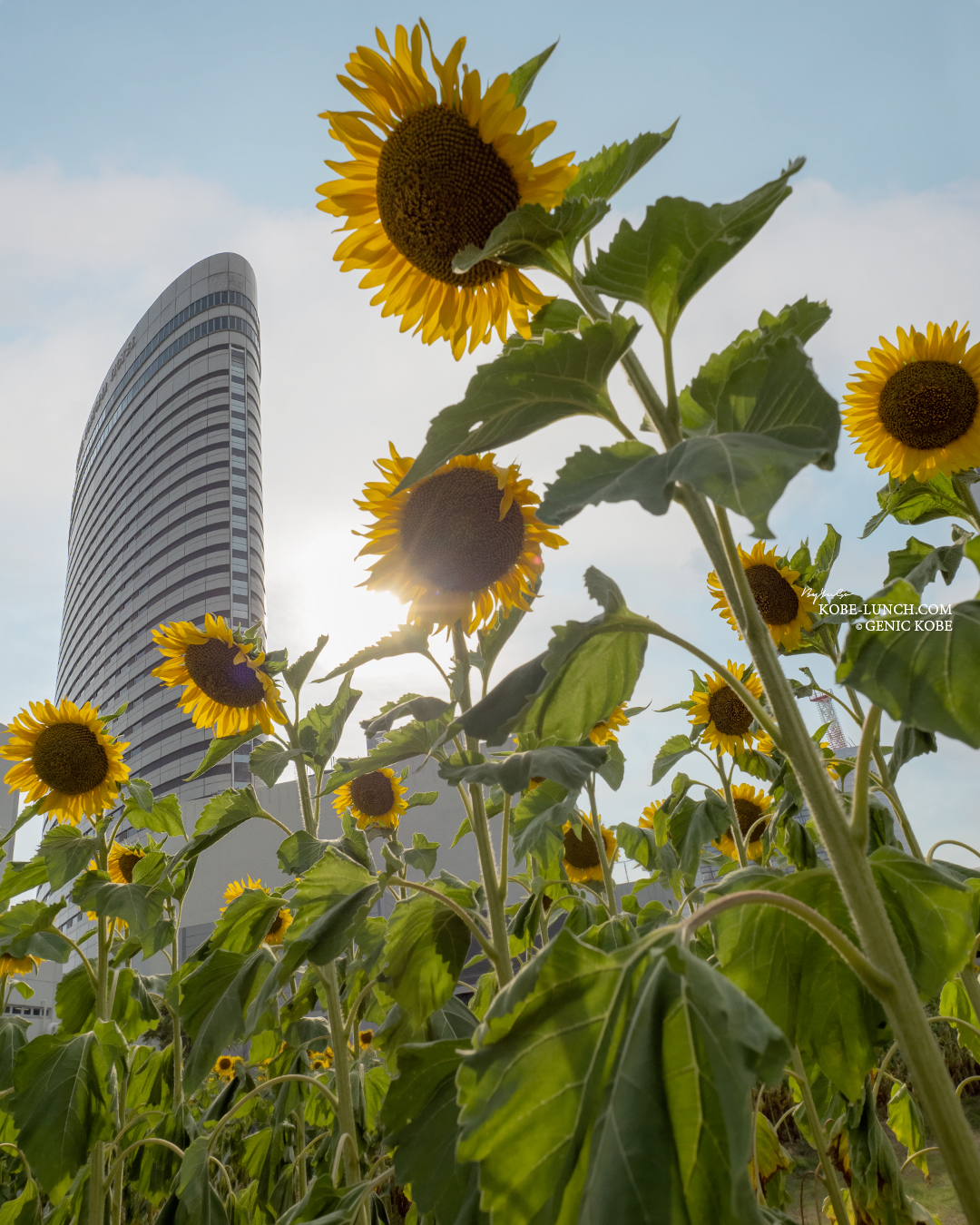 神戸ポートアイランド ひまわり