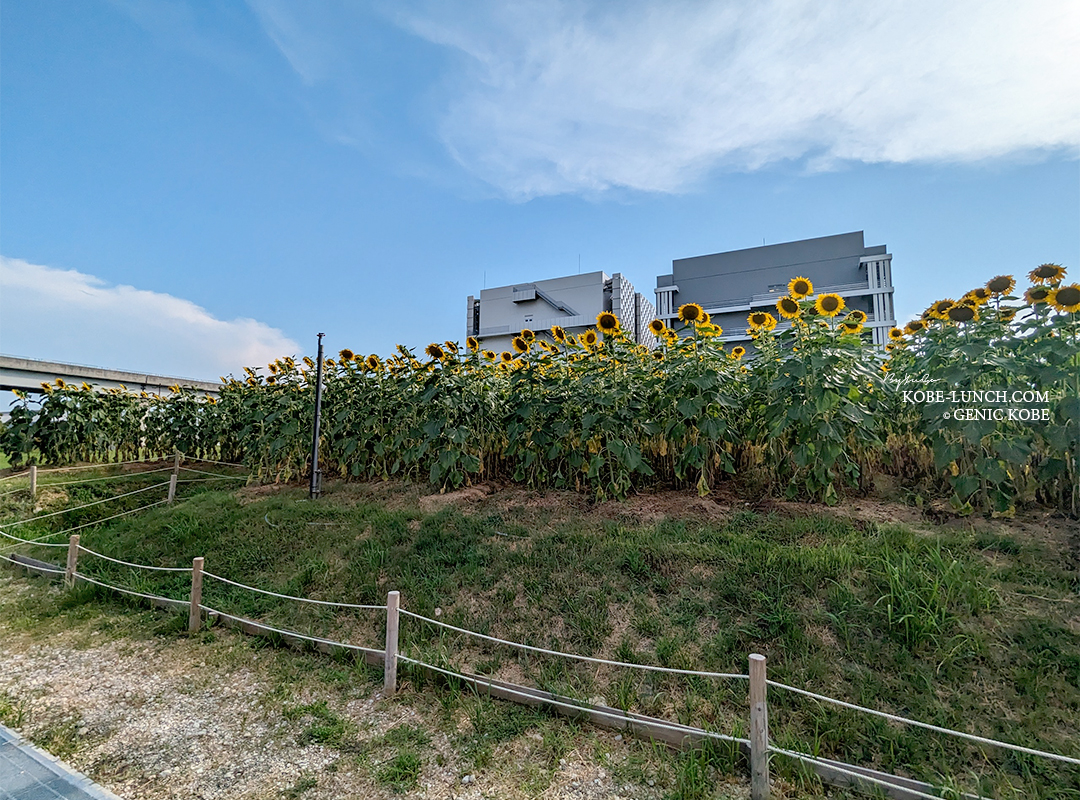 神戸ポートアイランド ひまわり
