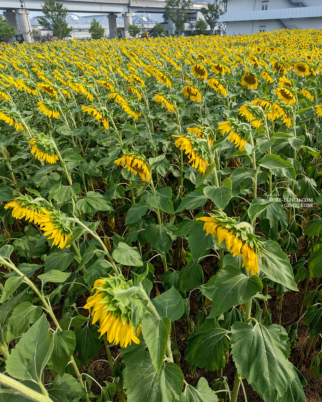 神戸ポートアイランド ひまわり