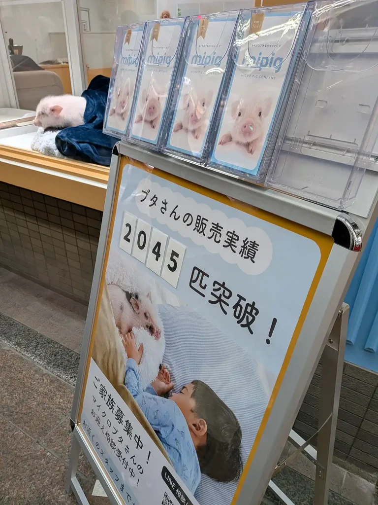 神戸元町に日本初のマイクロブタカフェ 「mipig cafe」がオープンしてる