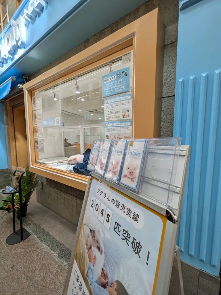 神戸元町に日本初のマイクロブタカフェ 「mipig cafe」がオープンしてる