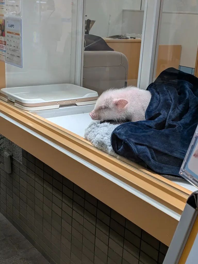 神戸元町に日本初のマイクロブタカフェ 「mipig cafe」がオープンしてる