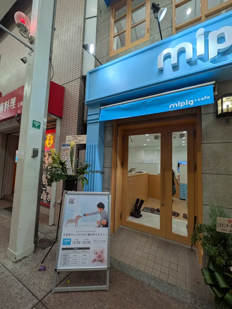 神戸元町に日本初のマイクロブタカフェ 「mipig cafe」がオープンしてる