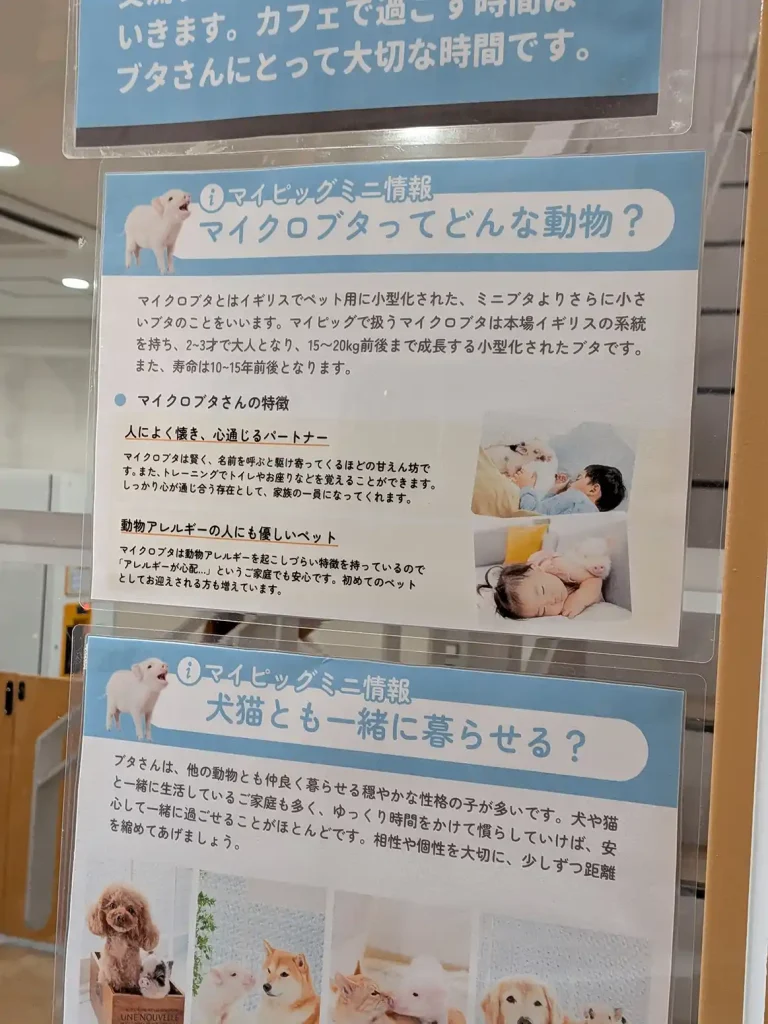 神戸元町に日本初のマイクロブタカフェ 「mipig cafe」がオープンしてる