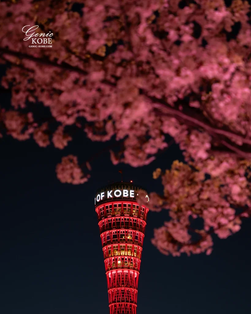 神戸メリケンパークの夜桜ライトアップを見てきたよ
