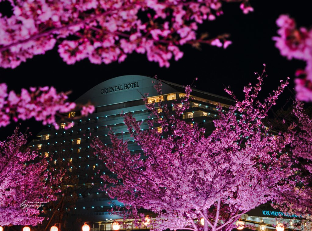 神戸メリケンパークの夜桜ライトアップを見てきたよ