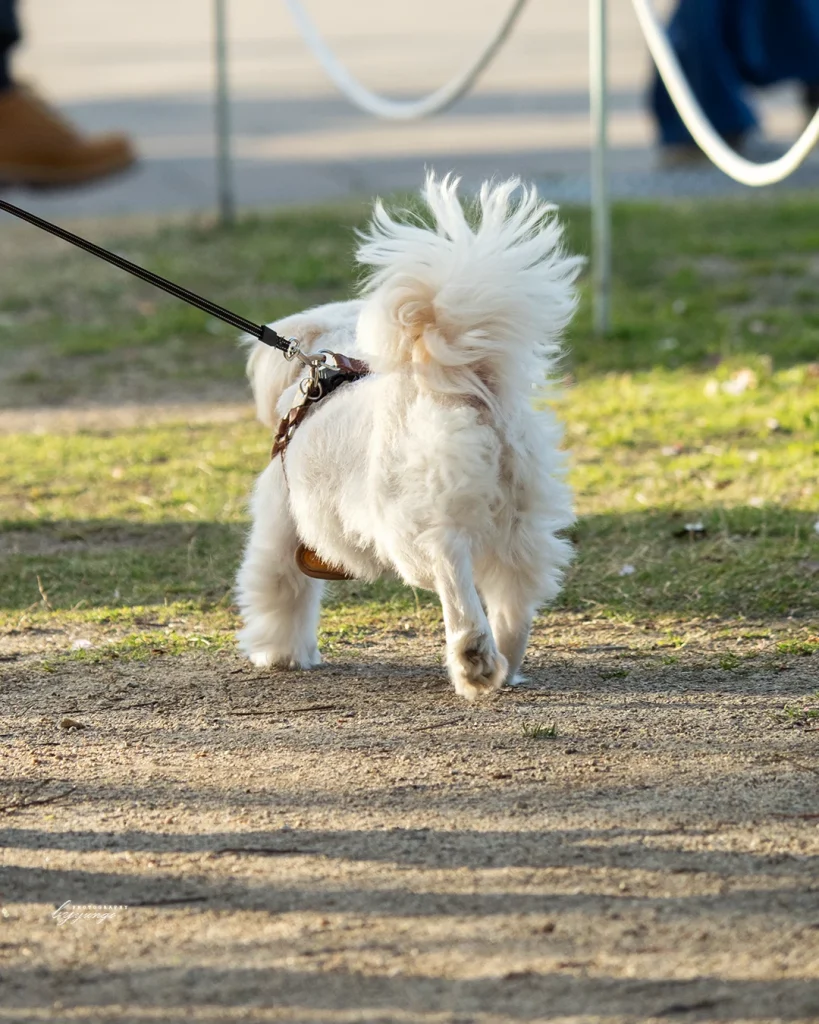 神戸メリケンパークの夜桜ライトアップを見てきたよ