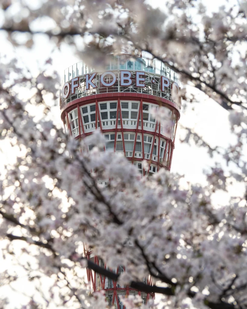 神戸メリケンパークの夜桜ライトアップを見てきたよ