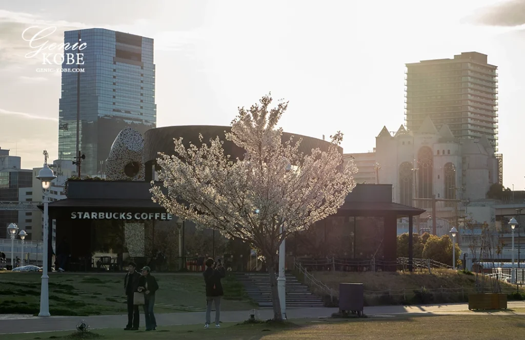 神戸メリケンパークの夜桜ライトアップを見てきたよ