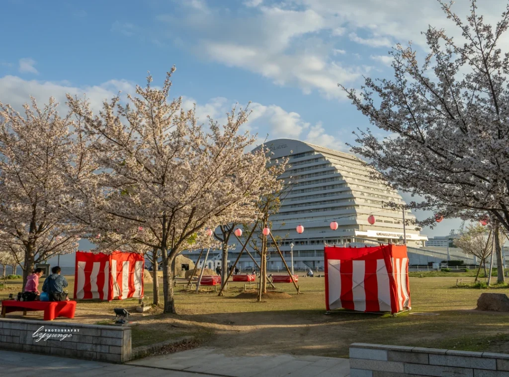 神戸メリケンパークの夜桜ライトアップを見てきたよ