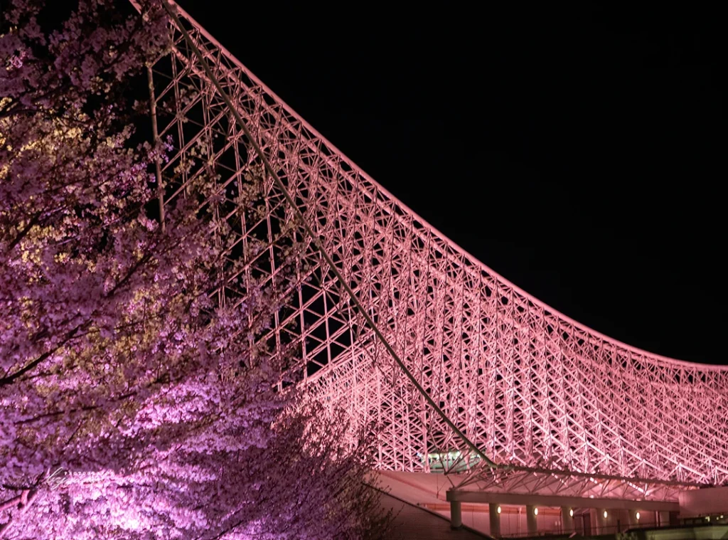 神戸メリケンパークの夜桜ライトアップを見てきたよ