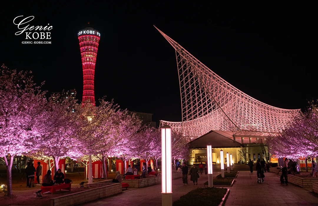 神戸メリケンパークの夜桜ライトアップを見てきたよ