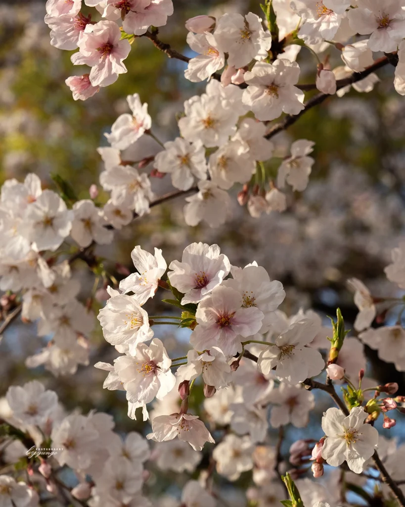 神戸メリケンパークの夜桜ライトアップを見てきたよ